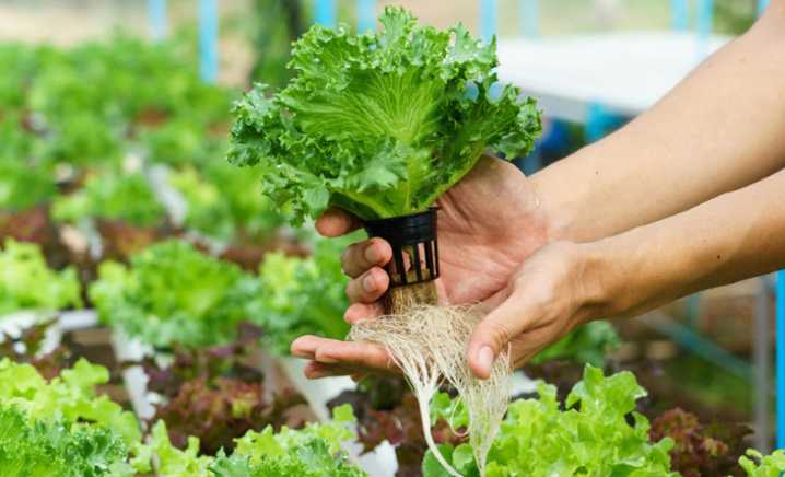 La UNLaM y el INTA presentarán el proyecto Hidroponia, ciencia y territorio