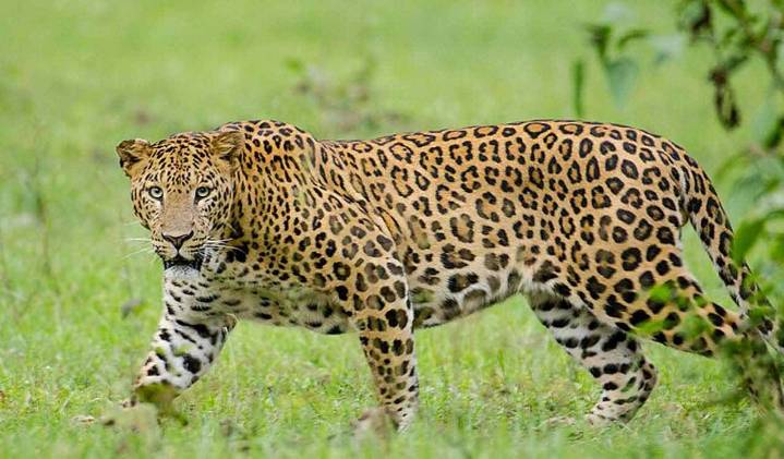 ‘Man-eater’ leopard shot dead in Pune after killing three
