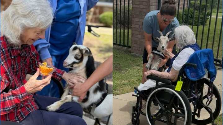 Changing lives one goat hug at a time: Bell County organization promotes hope and healing