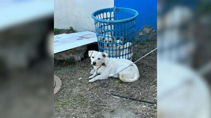 Worker Shocked After Discovering What Was Moving Inside A Basket At A California Industrial Site
