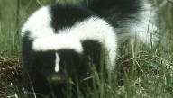 Rabid skunk found in Cherryville, NC