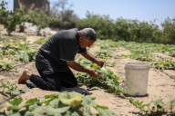 El alto el fuego en la Franja de Gaza ofrece una oportunidad para la rehabilitación, al facilitar el acceso a más de un tercio de las tierras agrícolas