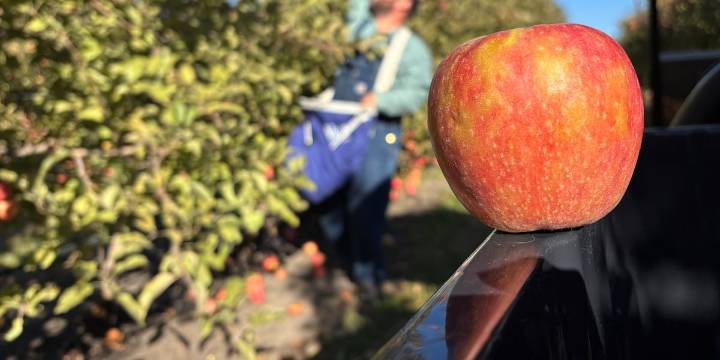 Federal judge orders Trump administration to fully fund SNAP benefits in November