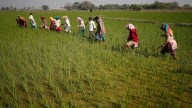 Rabi sowing begins on a brisk note