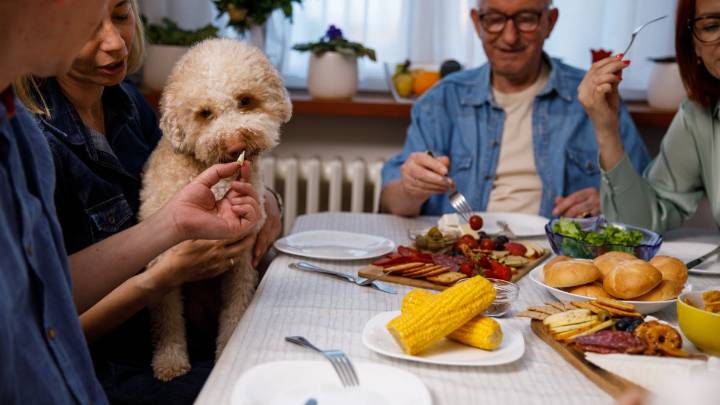 Alimentos de Thanksgiving que le hacen daño a los perros y gatos