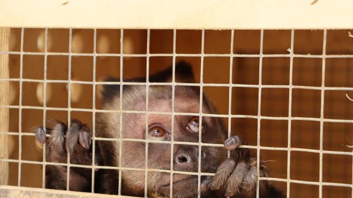 El error de tener especies exóticas como mascotas: ¿Qué hacer si no se pueden mantener?