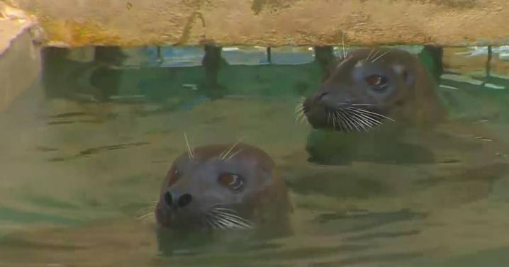 Animals from closed Miami Seaquarium relocated nationwide