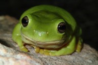 You might think frogs never get enough water. Turns out, they can fare worse in floods than bushfires