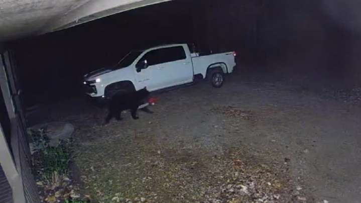 Video captures bear waltzing off with man's brand new chainsaw