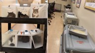 Wisconsin Humane Society caring for 1,100 cats after mass surrender, urgently seeking homes