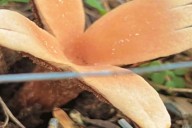 Texas Star Mushroom: The Rare ‘Hissing’ Fungus of Texas