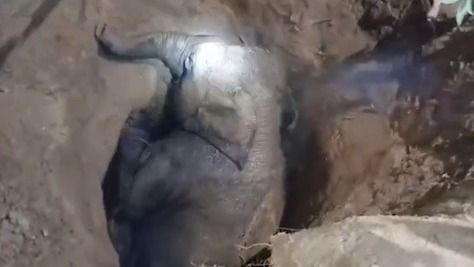 Assam: Elephant calf rescued from abandoned pit in Kaliabor, reunited with herd