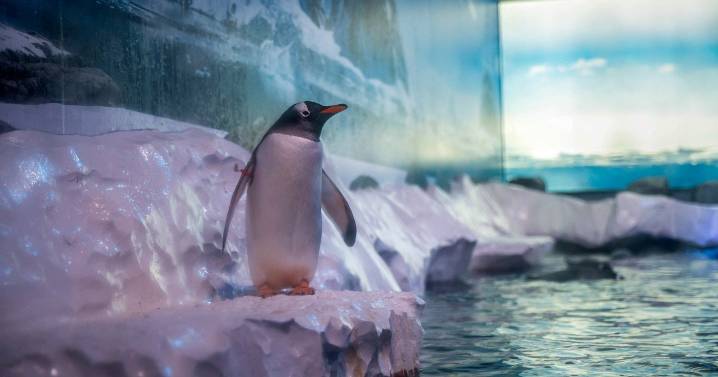 Penguin living conditions at London aquarium stir icy response from protesters