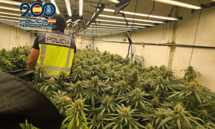 Incautadas 900 plantas de marihuana en Cartagena