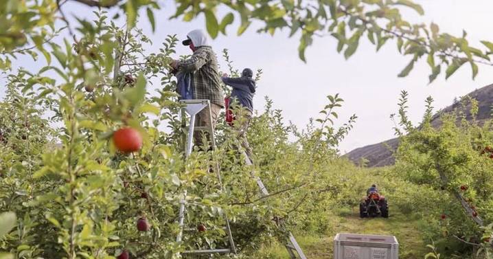 Honeycrisp apples are popular worldwide. Some WA growers hate them