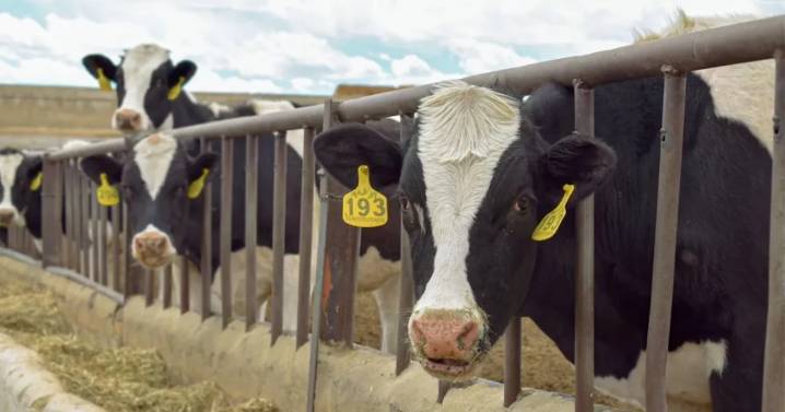 EU no está lista para la reapertura de la frontera al ganado mexicano, según Brooke Rollins; esta es la razón