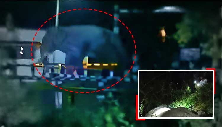 Elephant Killed In Train Accident In Mayurbhanj