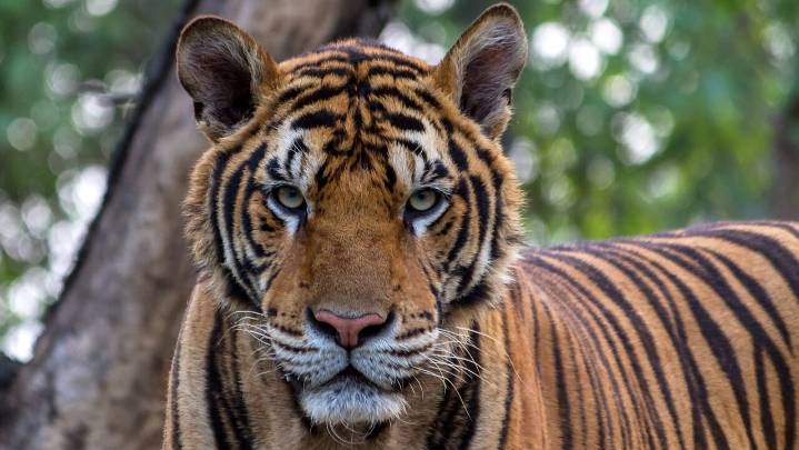 Steinbach Man Crashes into Giant Tiger