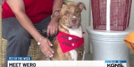 Pet of the Week: Meet Wero, the pitbull terrier mix!