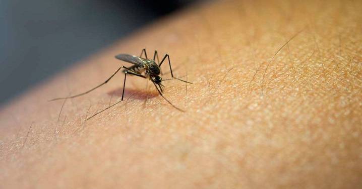 Mantiene Colima cero defunciones en dengue a noviembre de este 2025