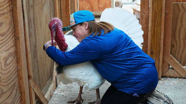 Some families are 'adopting' turkeys for Thanksgiving instead of eating them