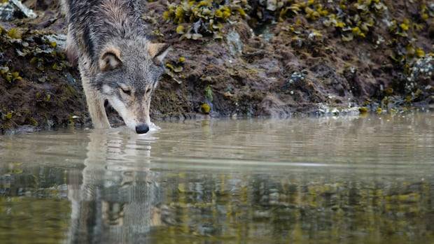 These B.C. wolves figured out how to pull up crab traps to get food