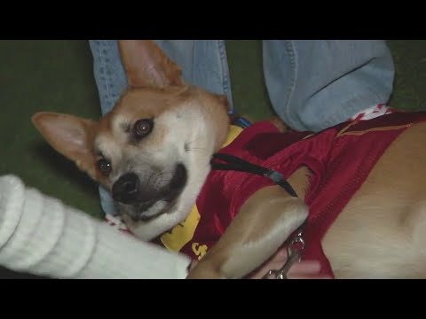 USC students transform off-campus homes into foster spaces for dogs, cats in need of forever homes