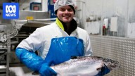 Tasmanian salmon selectively bred to withstand warmer waters and bacterial disease