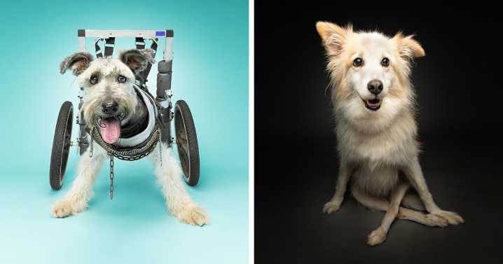 30 Dogs With Disabilities Who Might Steal Your Heart