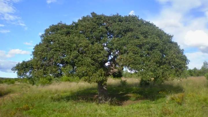 El imponente árbol para casa: no rompe el suelo, da mucha sombra y resiste a la sequía