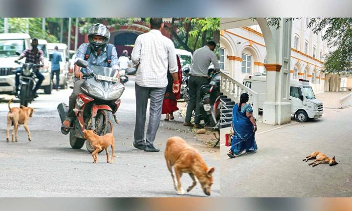Chennai: When the pack rules public spaces, denizens live in fear