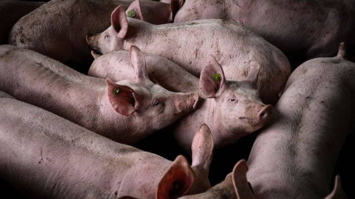 Assam Bans Pig Transport, Pork Sales As African Swine Fever Spreads To 297 Epicentres