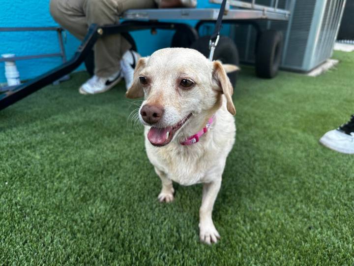 Volusia couple help return lost Mississippi dog after 5 years