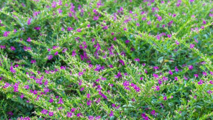 Flores que no se marchitan ni con sol directo: cuáles conviene plantar en verano