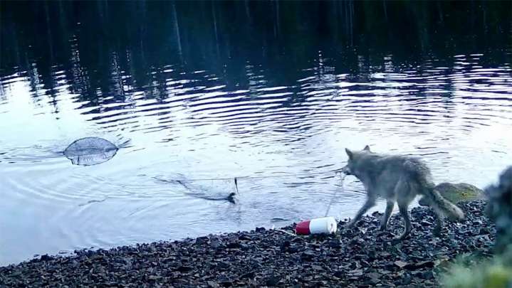 Researchers Say Wolves Are Smart Enough To Use Tools