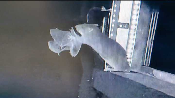 A video of a rat catching and biting bite of a bat raises many questions : Goats and Soda : NPR