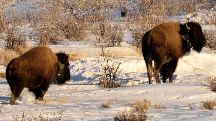 Bison Crossing From Utah Into Colorado Now Officially Protected Wildlife