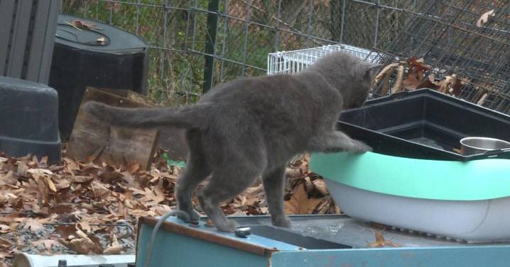 Boone County Animal Care raising funds for no-kill shelter