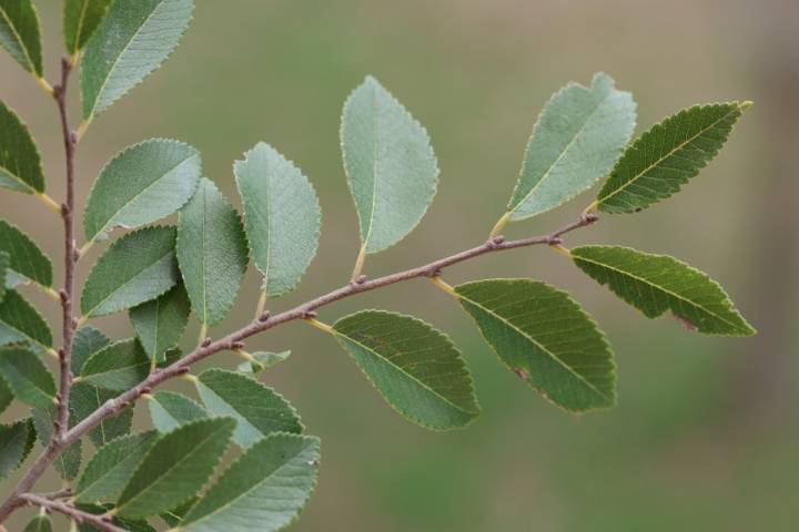Recently-planted trees in Albuquerque could be causing more allergies this fall