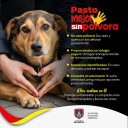 Pasto hace llamado a proteger a los perritos: evitar la pólvora es un acto de amor y respeto