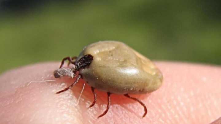 Adiós garrapatas: plantas que ayudan a mantenerlas lejos del jardín