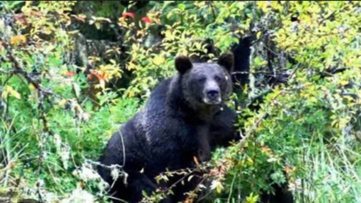 Two people die from bear attacks in Uttarakhand in one week: Villagers demand action from forest department