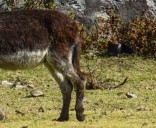 Jóvenes prenden cohete en cola de burrito en Querétaro