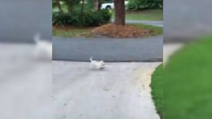 Florida Pup’s Determination With A Task Too Big Wins Over Her Proud Dad