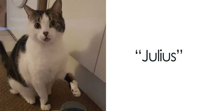 40 Adorable Pet Pics Shared By The Bored Panda Community