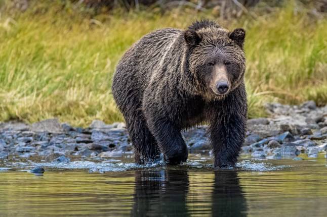 At least one dead and 11 injured after grizzly bear attacks schoolchildren