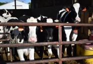 New case of bovine tuberculosis found in Northern Michigan beef herd