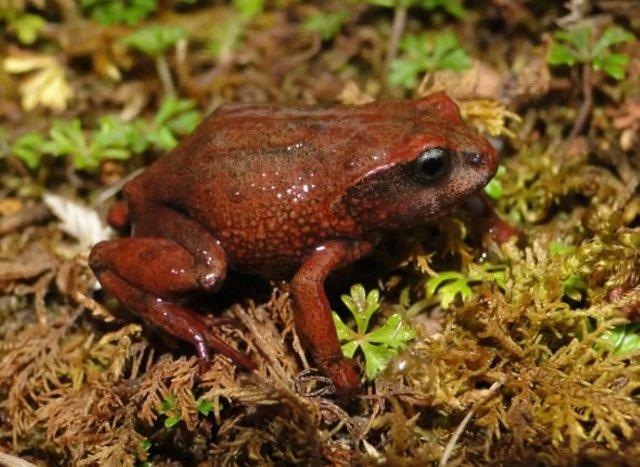 Hallazgo científico: descubren dos nuevas especies de ranas en Parque Yanachaga Chemillén