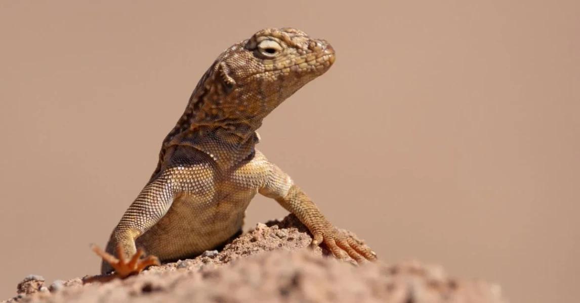 Proyecto solar en Arica amenaza al lagarto corredor de Pica: SMA formula 3 cargos contra Las Chilcas Solar
