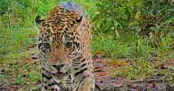Así es Pipatón, el rey jaguar dominante en Barrancabermeja